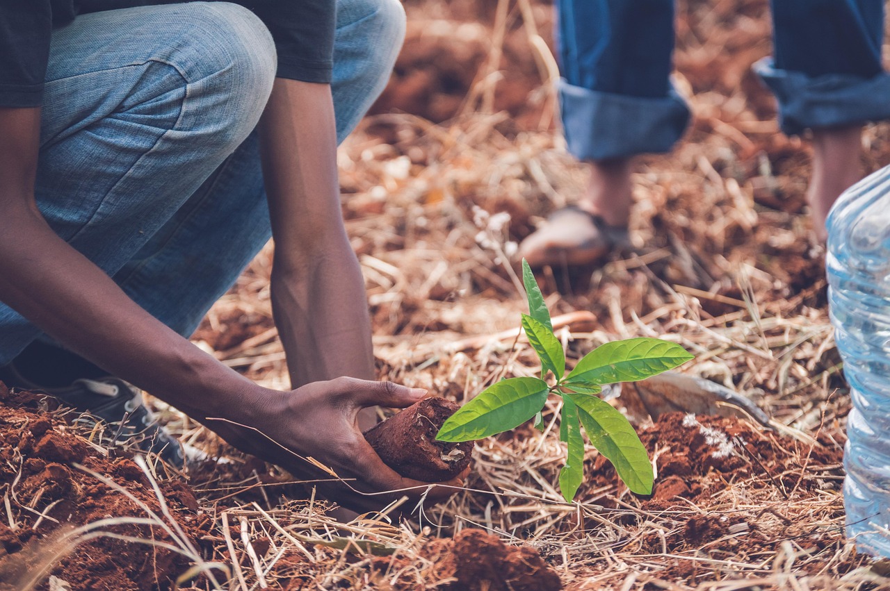 REALEcoFuture Project-Tree Planting & Greening Initiatives